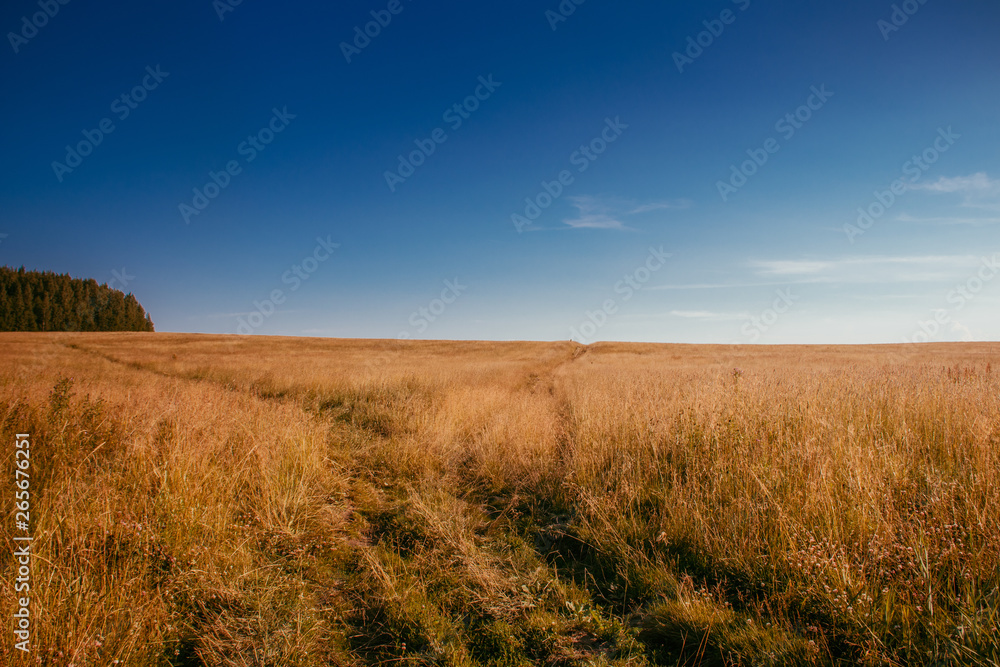 Summer field landscape. Russian open spaces. Field and sky field background