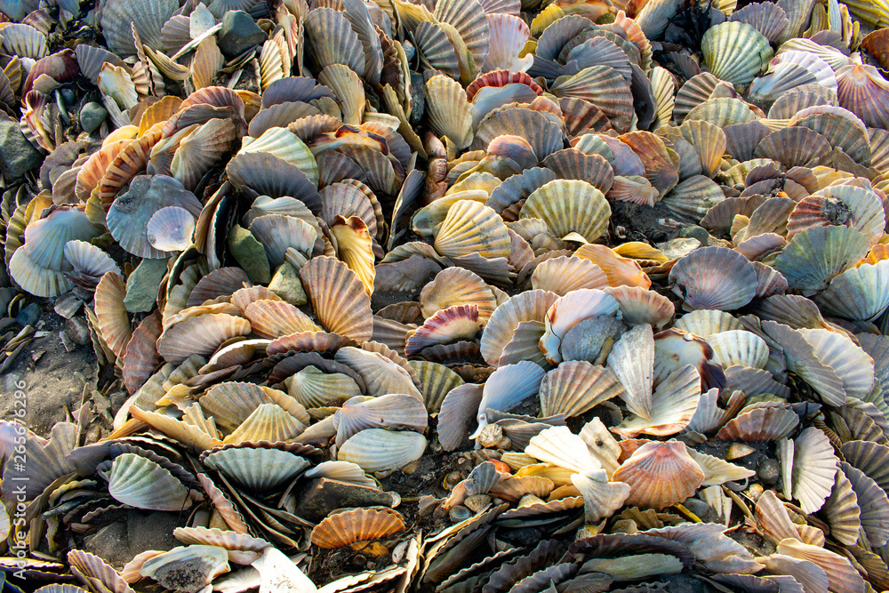 Full frame view of lots of colorful scallop shells. Close up