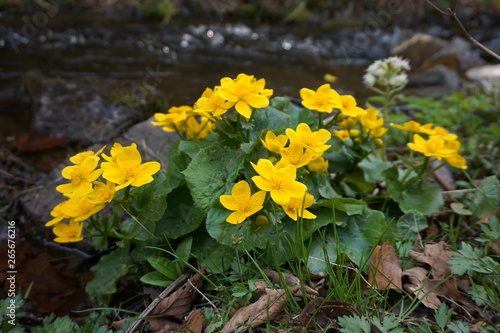 Large yellow marsh marigold flowers  blooming near the creek. Carpathian mountains.