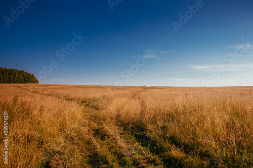 Summer field landscape. Russian open spaces. Field and sky field background