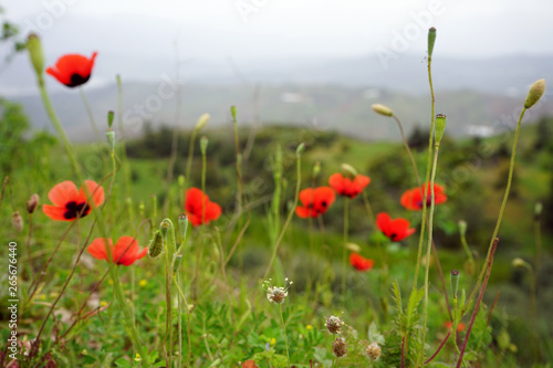 Blumen 06