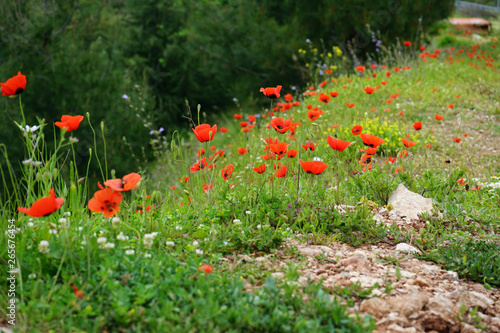 Blumen 05