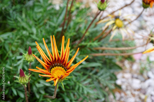 Blumen 04