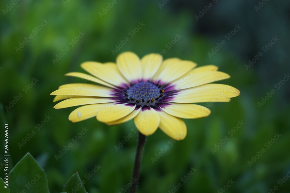 a yellow flower with a purple core on macro with green background a yellow flower with a purple core on macro with green background