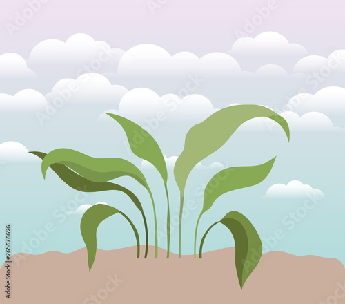 plant of garden planted