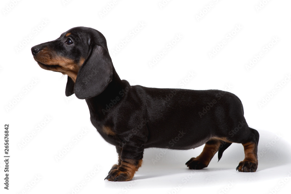 The Dachshund puppy stands sideways on a white background.