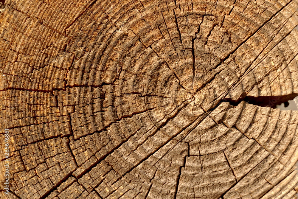 Naklejka premium old cut trunk background texture