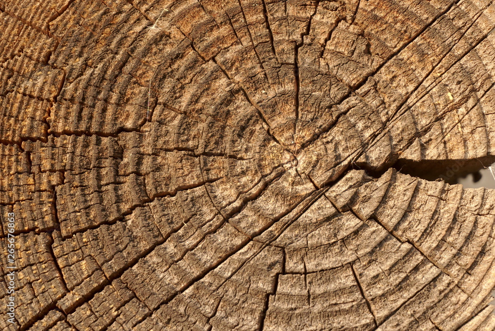 Fototapeta premium old cut trunk background texture