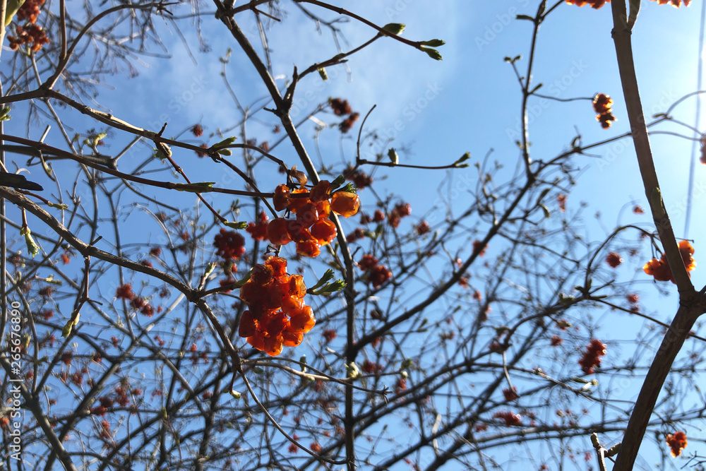 wrinkled red berries of viburnum and rowan in the spring morning, blue sunny sky background, selective focus. wrinkled red berries of viburnum and rowan in the spring morning, blue sunny sky background, selective focus.