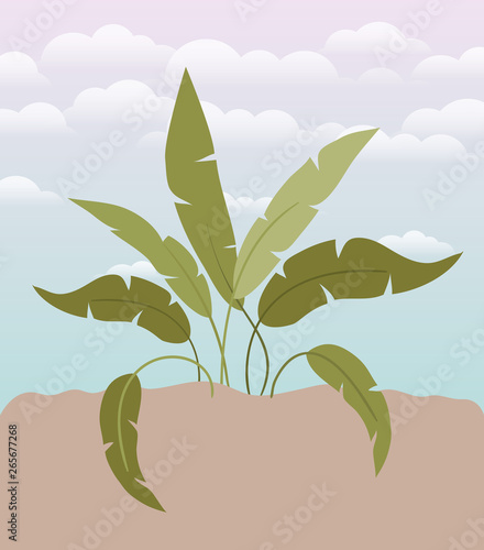 plant of garden planted