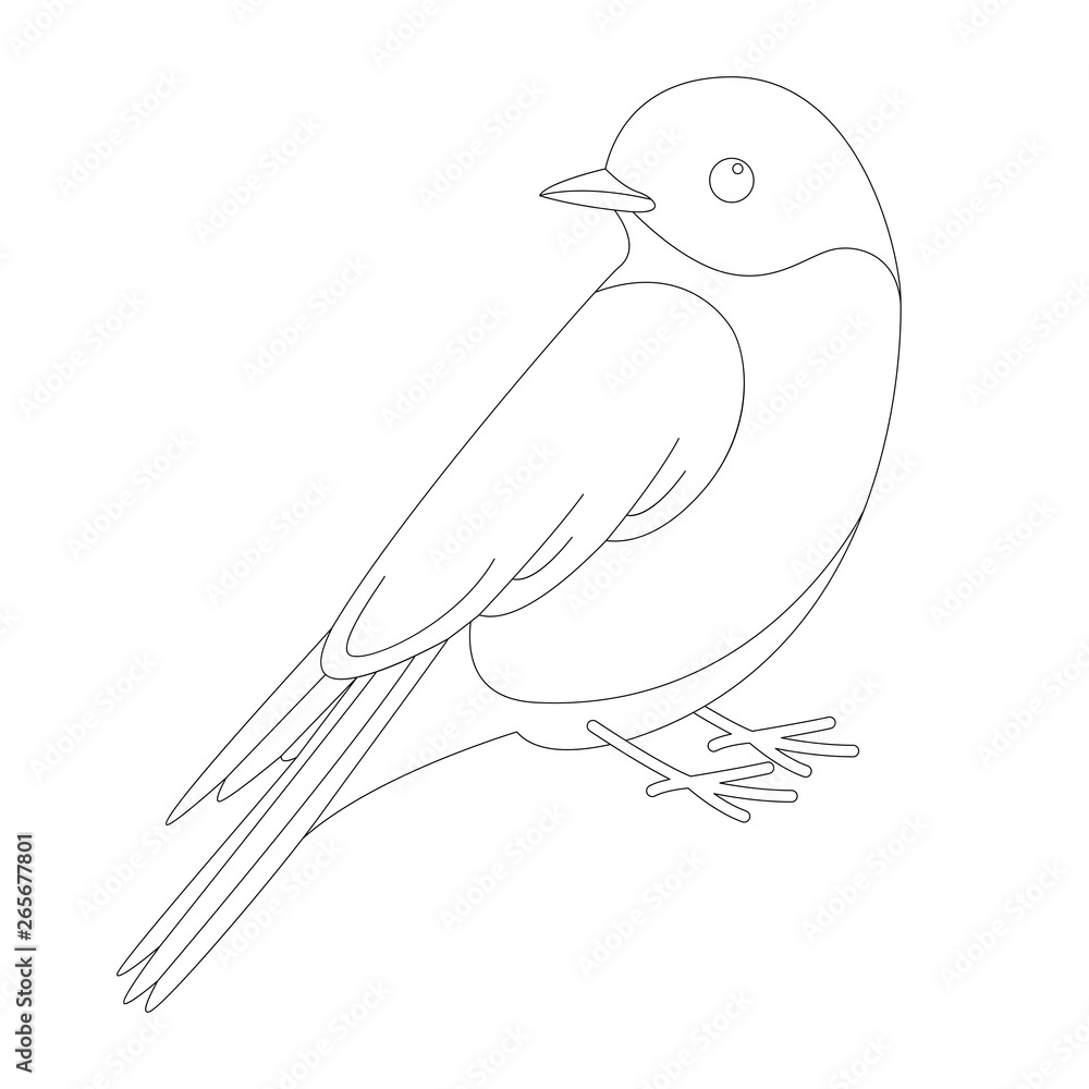 bluebird vector illustration, lining draw, profile bluebird vector illustration, lining draw, profile