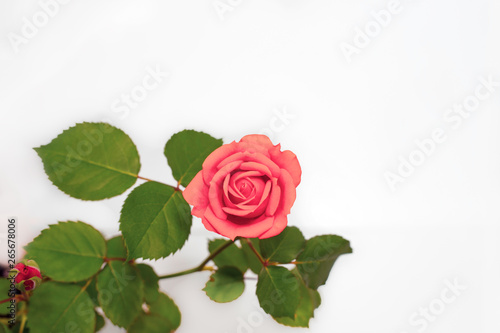 pink rose flower on stalk