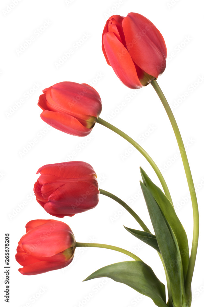 Four red tulips isolated on a white background Four red tulips isolated on a white background