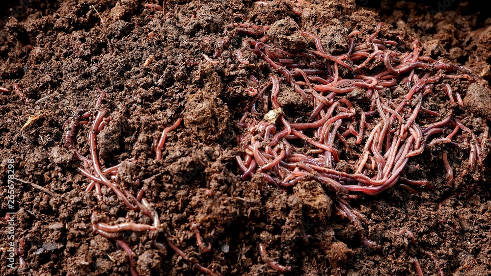 High angle view and selective focus of many earthworms with soil in black plastic container for organic fertilizer concept High angle view and selective focus of many earthworms with soil in black plastic container for organic fertilizer concept