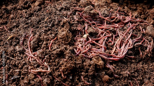 High angle view and selective focus of many earthworms with soil in black plastic container for organic fertilizer concept