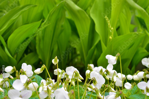 A lot of white flowers of violets gloriole in the spring in the garden next to the lilies