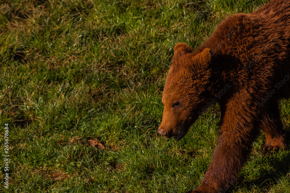 brown bear in late winter in a rocky enclosure and with tall green grasses brown bear in late winter in a rocky enclosure and with tall green grasses