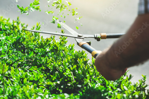 scissors in the hands of gardener