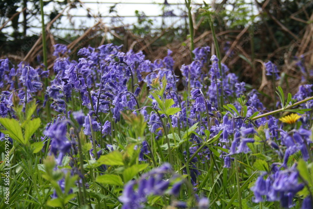 Obraz premium Bluebells Galore