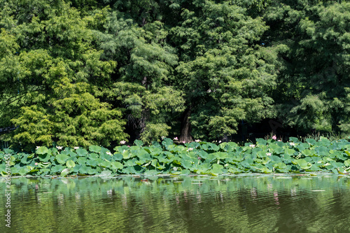 Fototapeta Naklejka Na Ścianę i Meble -  Group of large green leaves and pink waterlilies (latin Nelumbo nucifera) in full bloom on water in a sunny summer day, lotus flowers with green trees in the background