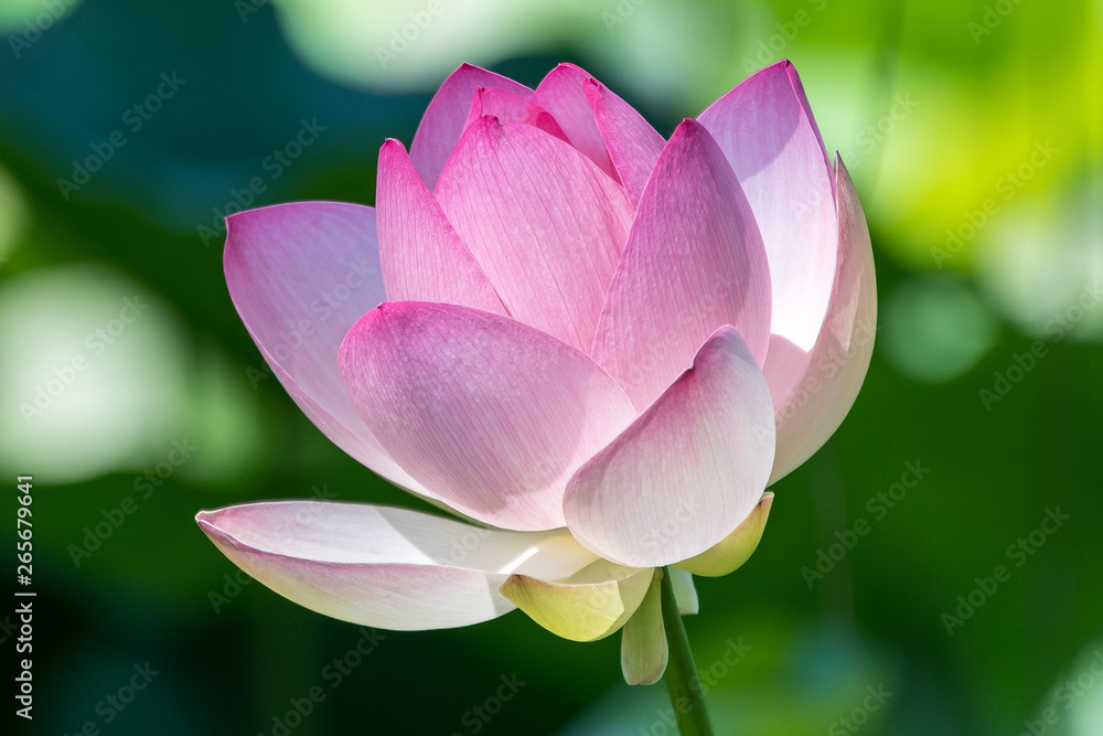 Close up of beautiful large pink waterlily or lotus flower in full bloom in a garden in a sunny summer day Close up of beautiful large pink waterlily or lotus flower in full bloom in a garden in a sunny summer day