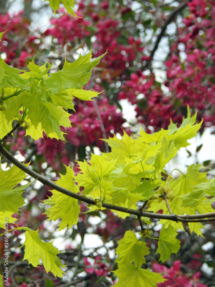 Bright Spring leaves with flowering crab tree