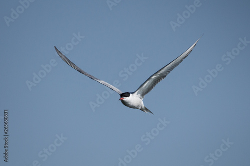 Flussseeschwalbe im Flug