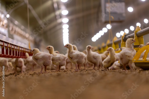 Small chickens in a hatchery
