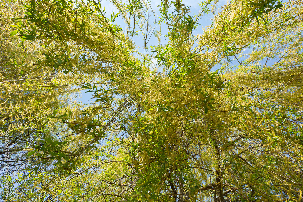 Hanging willow branches in the spring Hanging willow branches in the spring