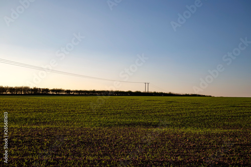 Field with small plant in countryside