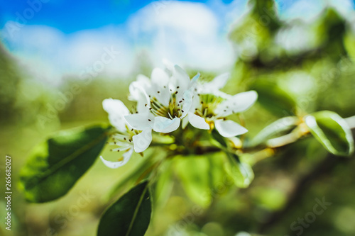Apple flowers in the spring © mariusz