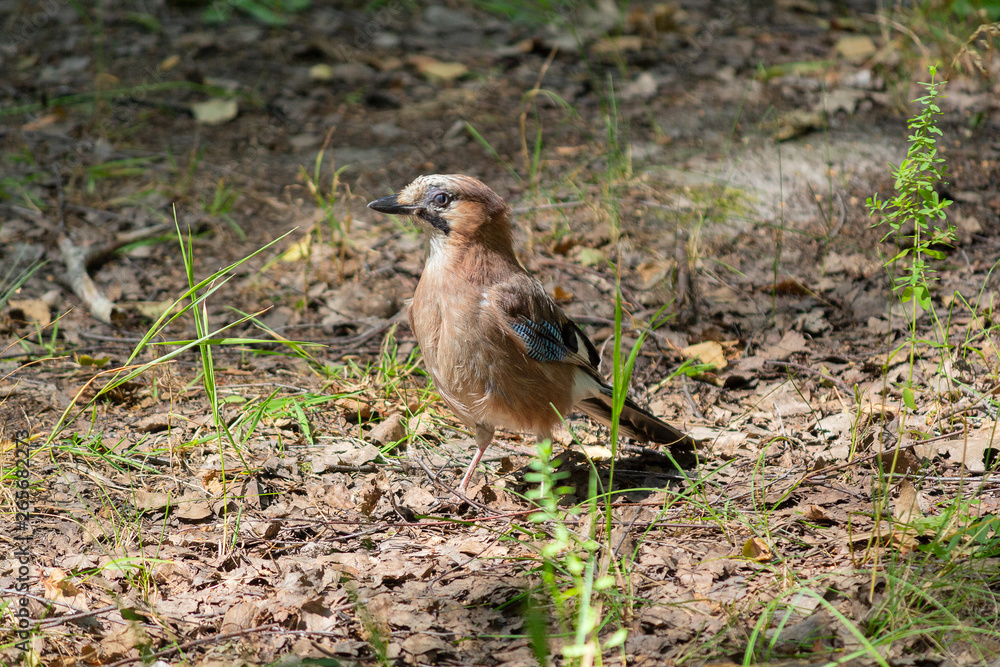 Jay on the ground in the forest. Birds