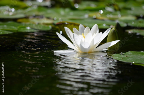 Фотография One white waterlily or lotus, Nelumbo nucifera, in full bloom on water in a sunn