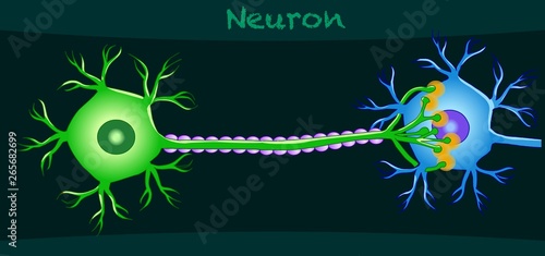 Neurons. Neuron communication anatomy. Simple expression nerve cell diagram. 2d drawing illustration. Vector.