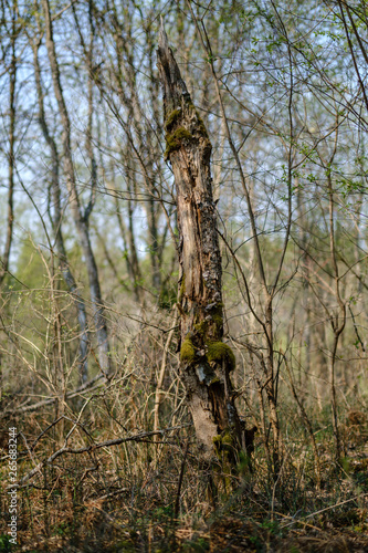 fresh green forest trees in spring