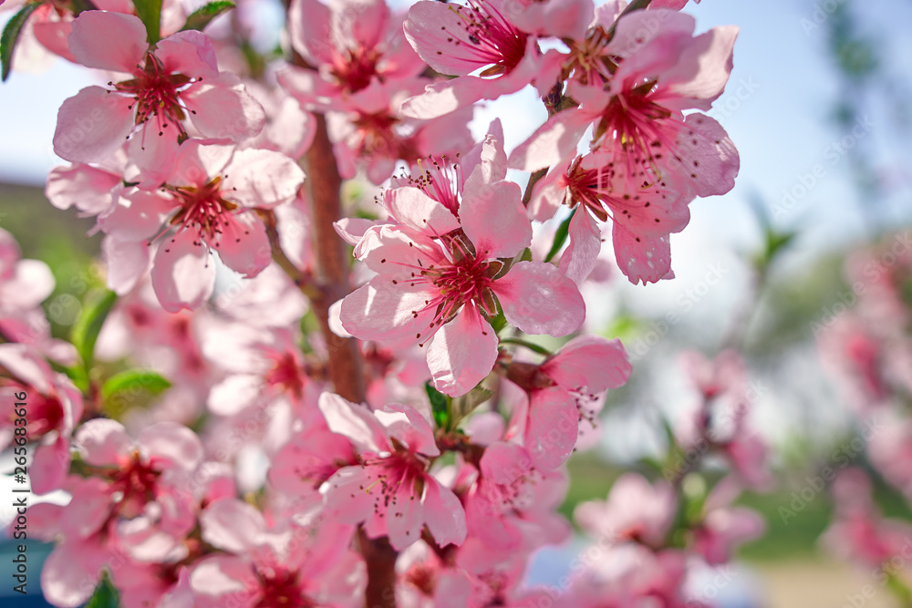 Blossoming peach tree branches, the background blurred Blossoming peach tree branches, the background blurred