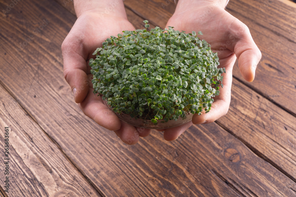 Fresh microgreen sprouts in male hands on rustic wooden background. Ecology, biology, microgreens concept.