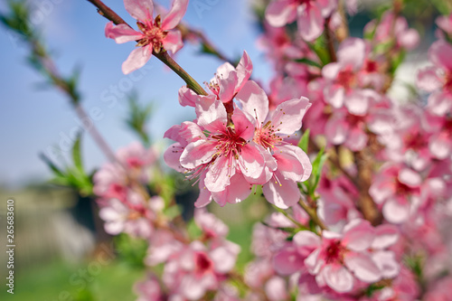 Blossoming peach tree branches, the background blurred © AleksFil