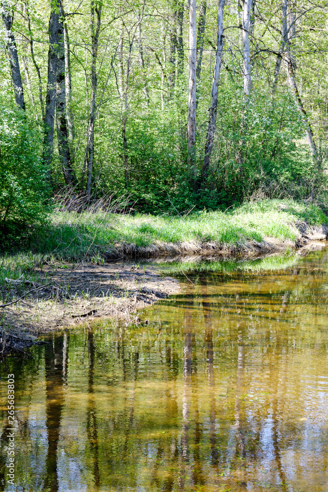 rock covered river bed in forest with low water level