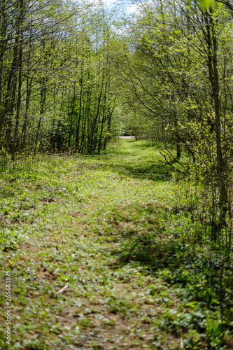 Fototapeta Naklejka Na Ścianę i Meble -  fresh green forest trees in spring