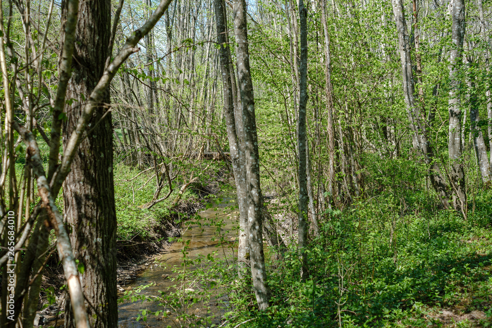 rock covered river bed in forest with low water level rock covered river bed in forest with low water level