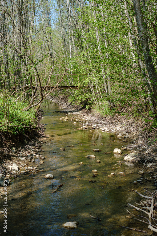 rock covered river bed in forest with low water level rock covered river bed in forest with low water level