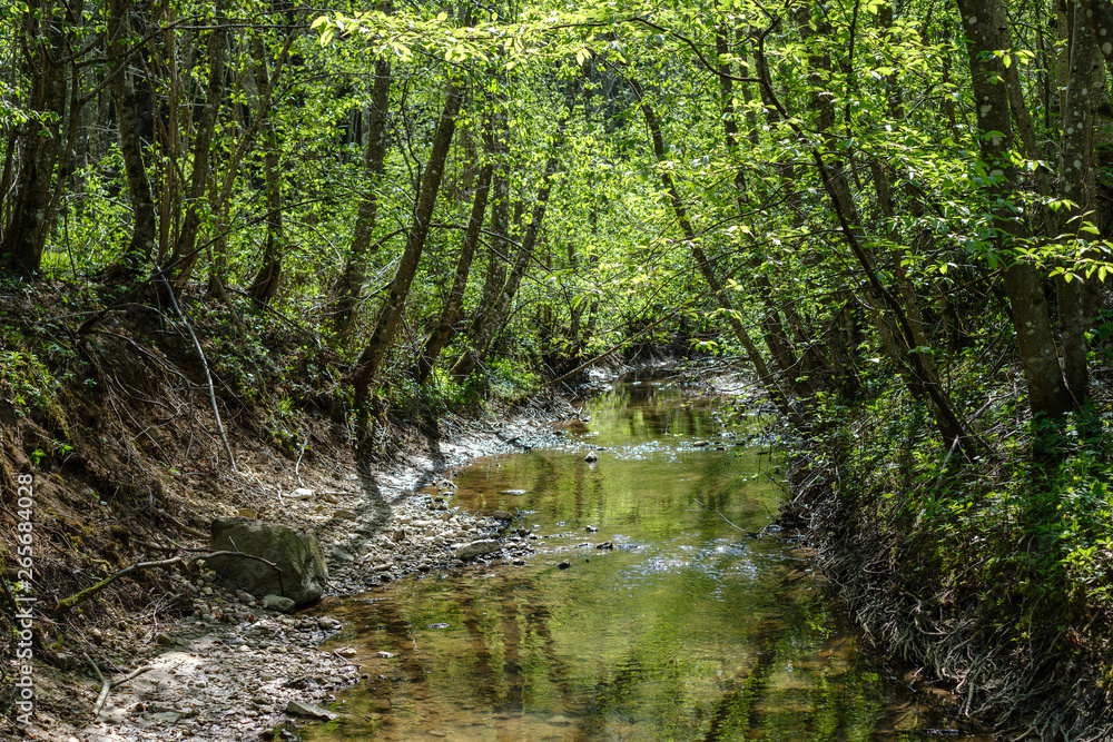 Obraz premium rock covered river bed in forest with low water level