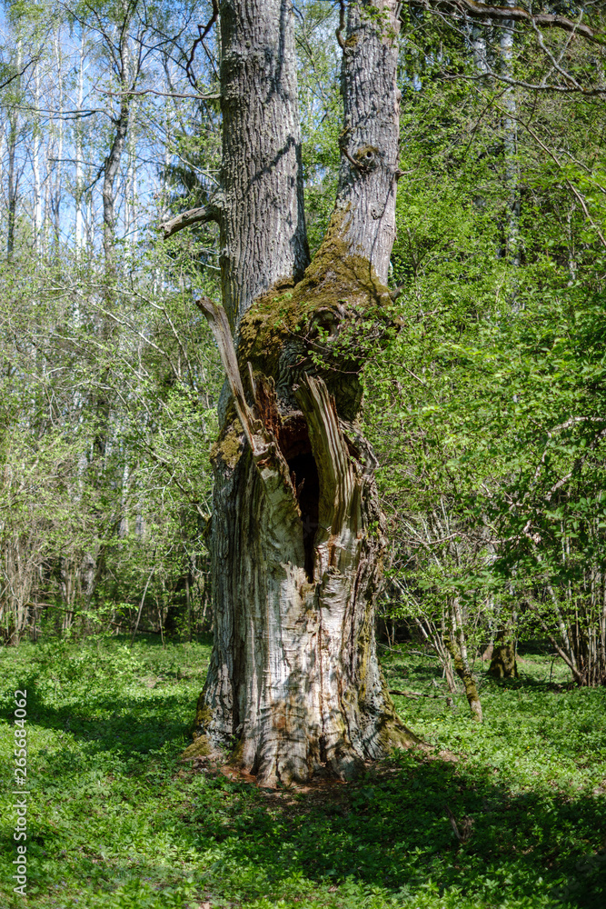 Obraz premium large oak tree in spring green forest