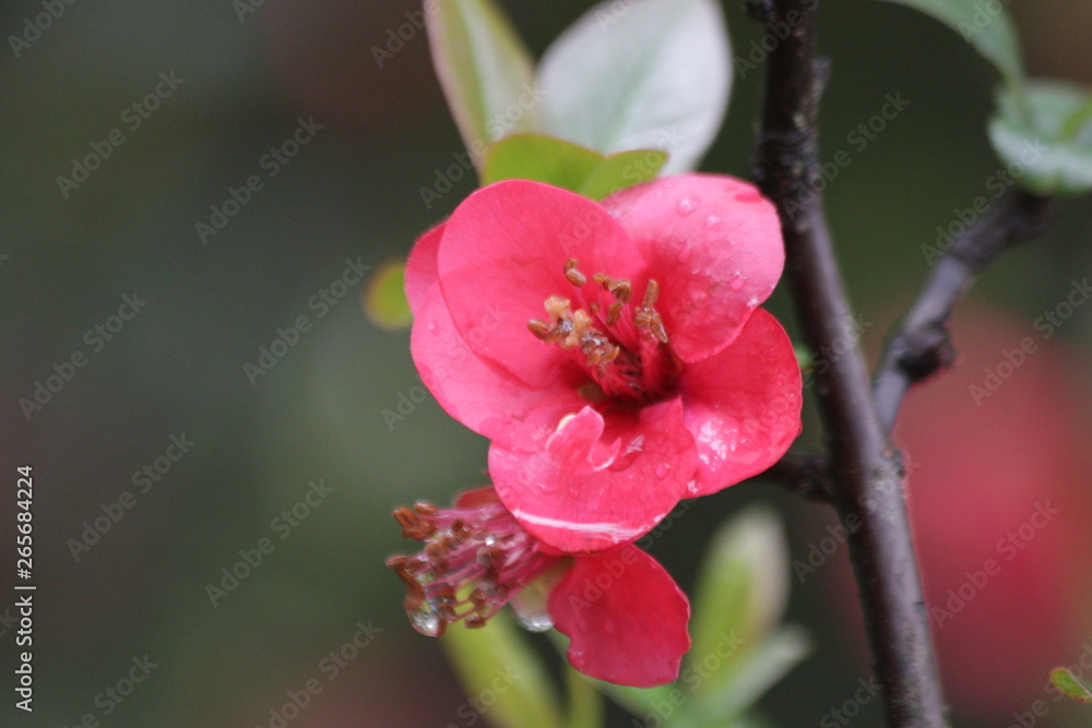 Red Plum Blossom, a symbol of renewal, vitality, and beauty Red Plum Blossom, a symbol of renewal, vitality, and beauty