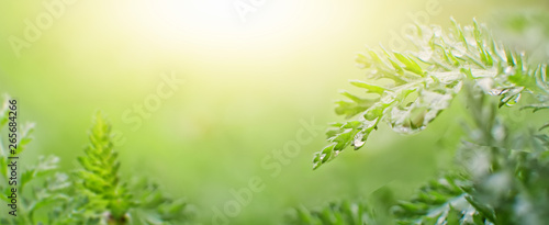 Natural spring summer background with raindrops on green grass in the sunlight  soft focus  panoramic view  copy space.