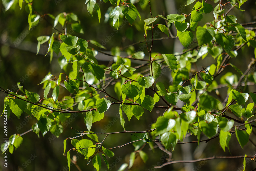 young fresh green birch tree leaves in spring