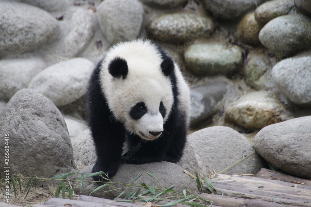 Obraz premium Little Panda Cub is Exploring his Playground, Chengdu, China