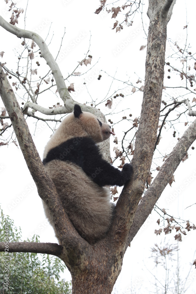 Obraz premium Panda on the Tree, China