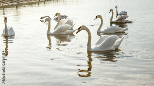 Fototapeta Naklejka Na Ścianę i Meble -  a group of swans are floating on the water in windy weather